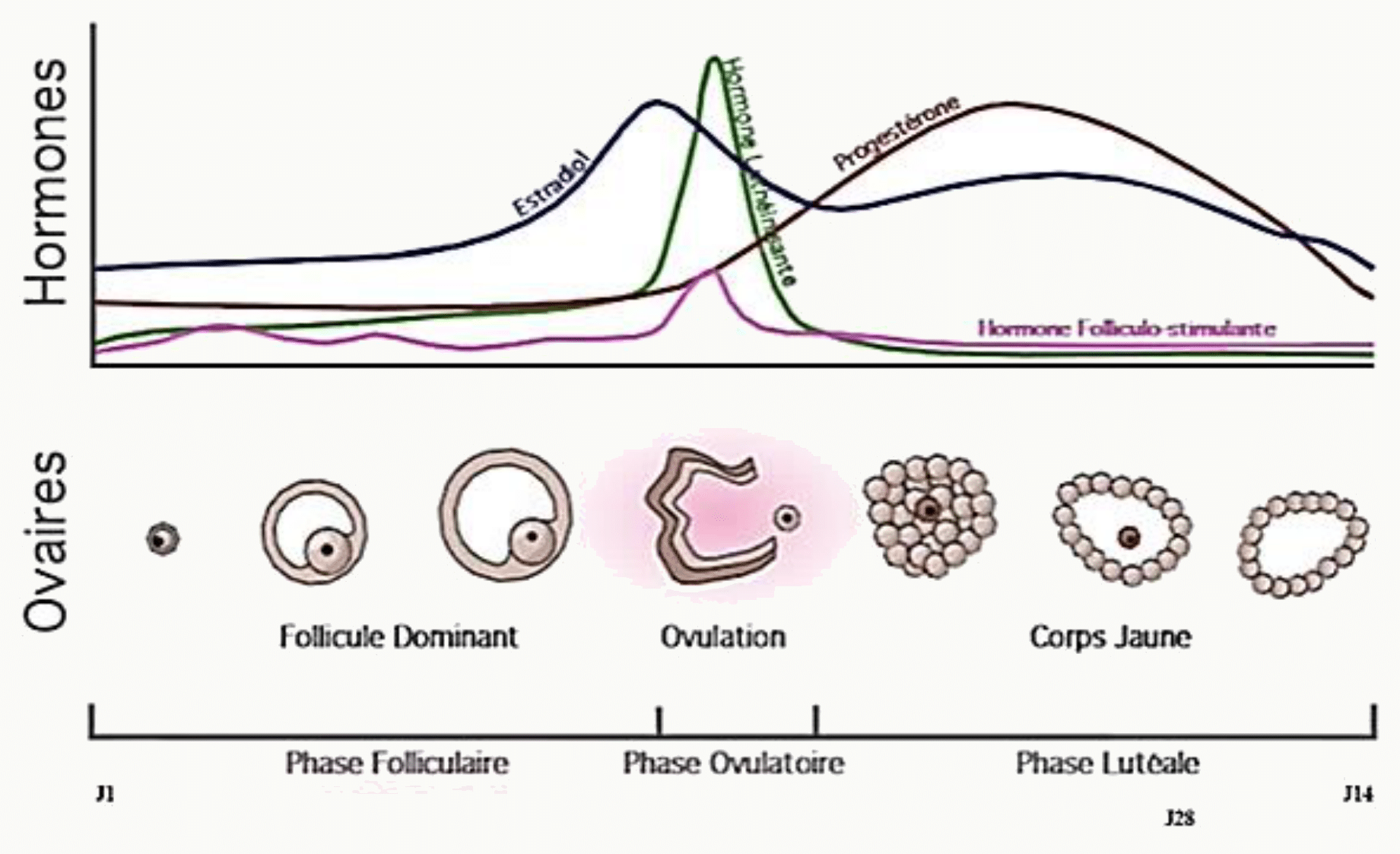 Cycle ovarien : évolution folliculaire et variations hormonales (FSH, LH, œstrogènes, progestérone)