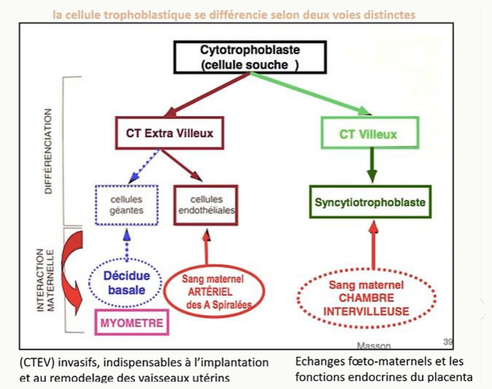 Cytotrophoblaste extra-villeux et remodelage des vaisseaux utérins