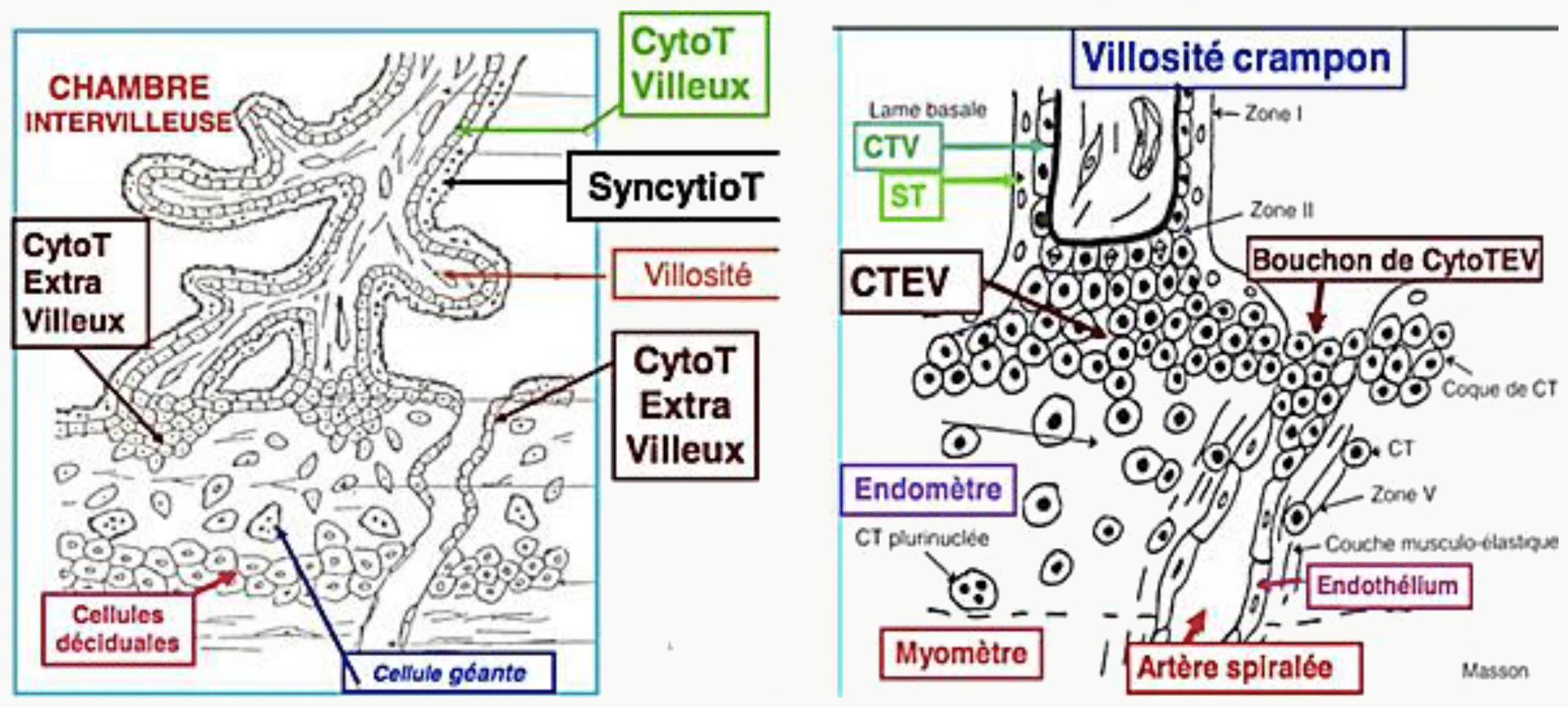 Cytotrophoblaste villeux et extra-villeux