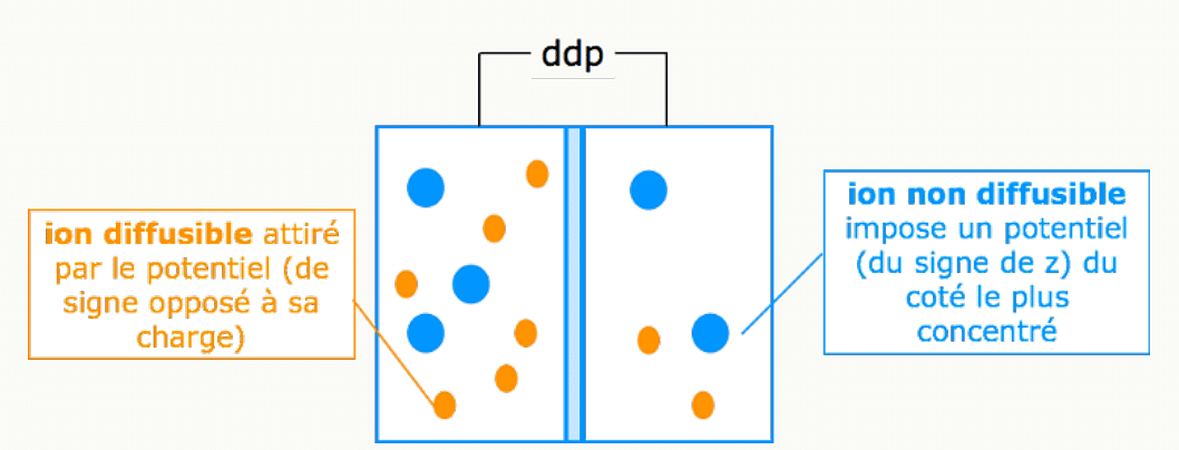 Différence de potentiel générée à travers une membrane entre un ion diffusible et un ion non diffusible.