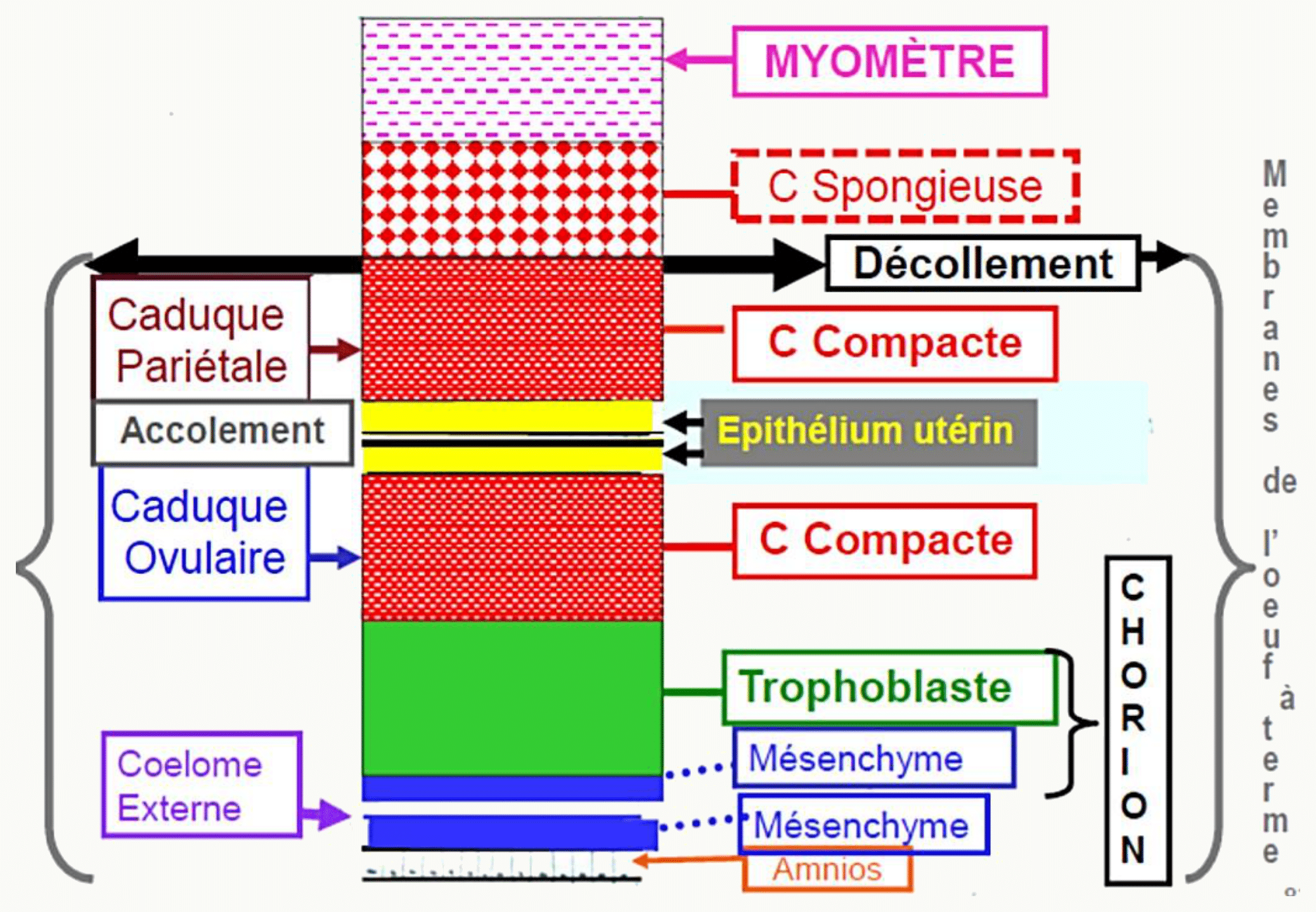 Le décollement du placenta et les plans de clivage à travers les couches de la caduque