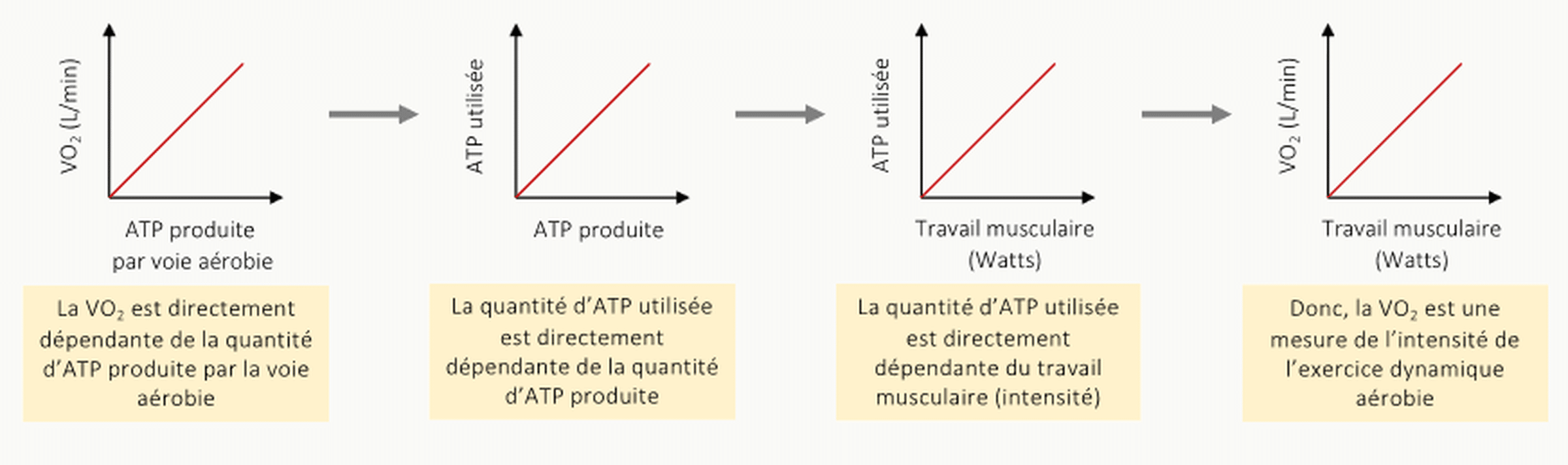 Décomposition en 4 graphes linéaires du raisonnement reliant la consommation d'oxygène V̇O₂ (L/min) au travail musculaire (Watts) : V̇O₂ ↔ ATP produite par la voie aérobie ↔ ATP utilisée ↔ Travail musculaire, chaque relation étant proportionnelle ; la V̇O₂ est donc une mesure de l'intensité de l'exercice dynamique aérobie.