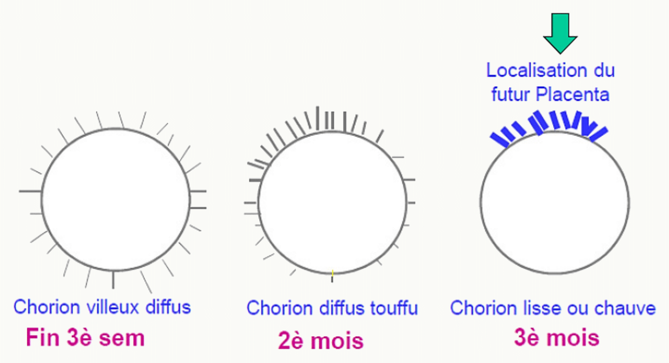 Délimitation du chorion et localisation du futur placenta