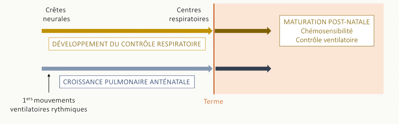 Frise chronologique du développement du contrôle respiratoire depuis les crêtes neurales jusqu'à la maturation post-natale, montrant les étapes développement des centres respiratoires, activité pulmonaire intra-utérine, croissance pulmonaire, premiers mouvements ventilatoires rythmiques, terme, surcompensation et maturation post-natale.