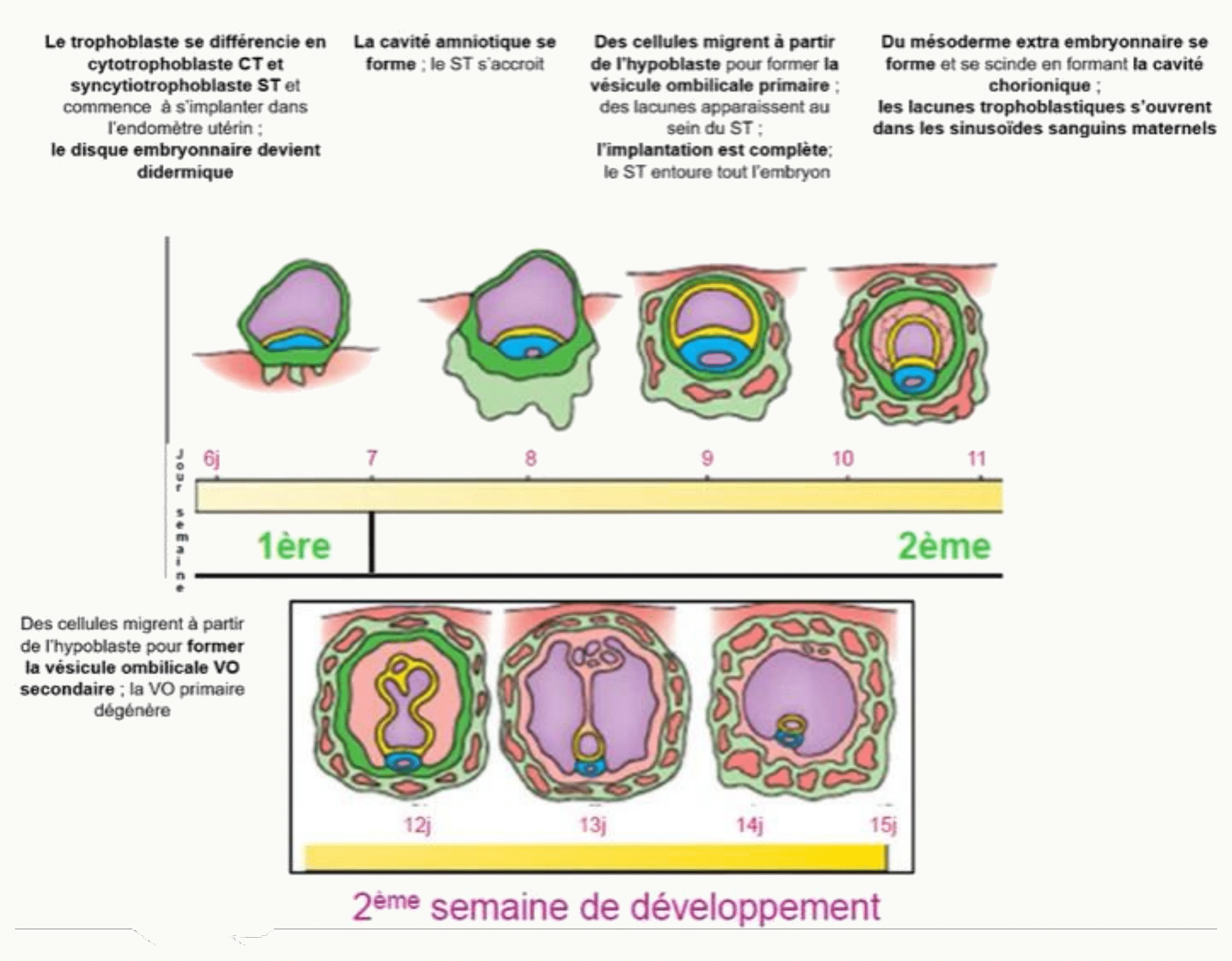 Frise des deux premières semaines : implantation du blastocyste et différenciation du trophoblaste de J6 à J15