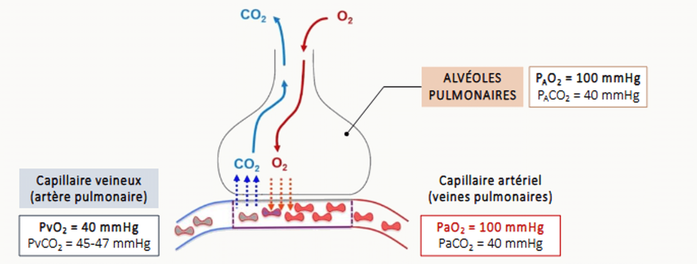 Schéma détaillé de la diffusion alvéolo-capillaire au repos : alvéole pulmonaire (PAO₂ = 100 mmHg, PACO₂ = 40 mmHg) séparée du capillaire par la membrane fine (0,5 à 1 μm), avec au pôle veineux du capillaire (artère pulmonaire) PvO₂ = 40 mmHg / PvCO₂ = 45-47 mmHg et au pôle artériel (veines pulmonaires) PaO₂ = 100 mmHg / PaCO₂ = 40 mmHg ; hématies représentées le long du capillaire.