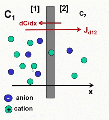 Diffusion d'anions et de cations à travers une membrane sous l'effet du gradient de concentration dC/dx, générant un flux diffusif J_d,12.