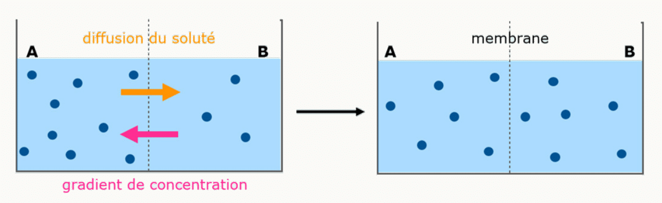 Schéma de la diffusion simple à travers une membrane avec gradient de concentration, flèche indiquant le sens du flux net de soluté