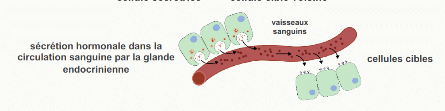 Diffusion hormone dans la circulation vers cellules cibles