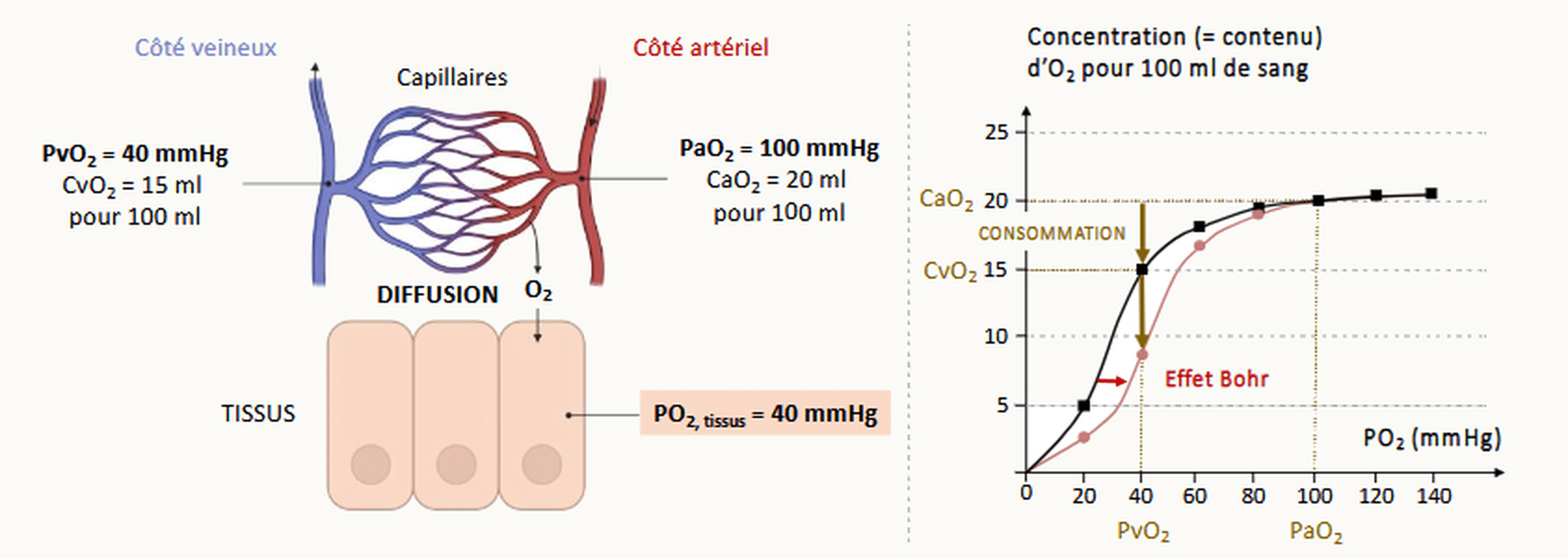 Schéma illustrant la diffusion de l'O2 des capillaires vers les tissus avec l'effet Bohr : dans les tissus actifs, l'acidose et l'hypercapnie déplacent la courbe à droite, libérant davantage d'O2.