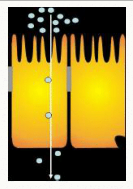 Diffusion passive selon gradient de concentration