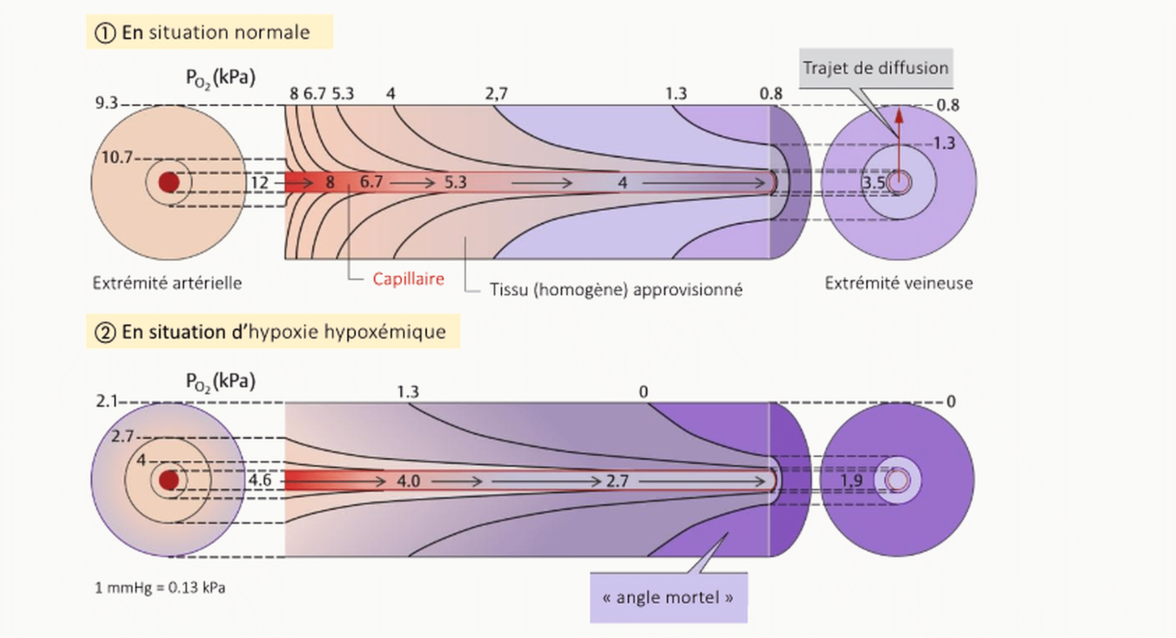 Schéma de la diffusion tissulaire d'O2 en normoxie et hypoxie hypoxémique, montrant la baisse de PO2 le long du capillaire et perpendiculairement, avec l'angle mortel où les cellules sont menacées.