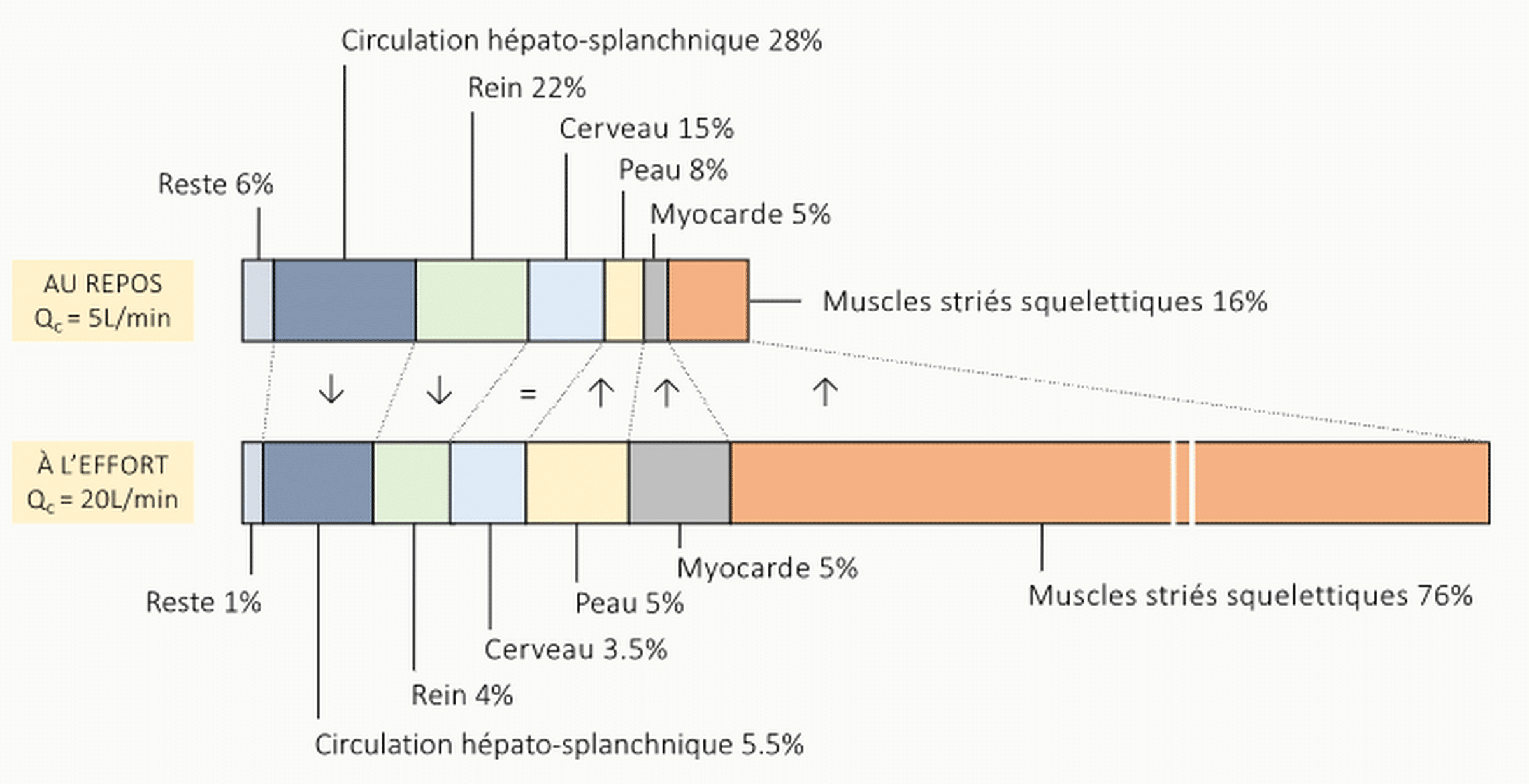 Histogrammes empilés comparant la distribution du débit cardiaque Q̇c entre organes au repos (Q̇c ≈ 5 L/min) et à l'effort maximal (Q̇c ≈ 20 L/min) : muscles striés squelettiques (16 % au repos → 76 % à l'effort), circulation hépato-splanchnique (28 % → 5,5 %), rein (22 % → 4 %), cerveau (15 % → 3,5 %), peau (8 % → 5 %), myocarde (5 % → 5 %), reste (6 % → 1 %) ; flèches indiquant les variations.
