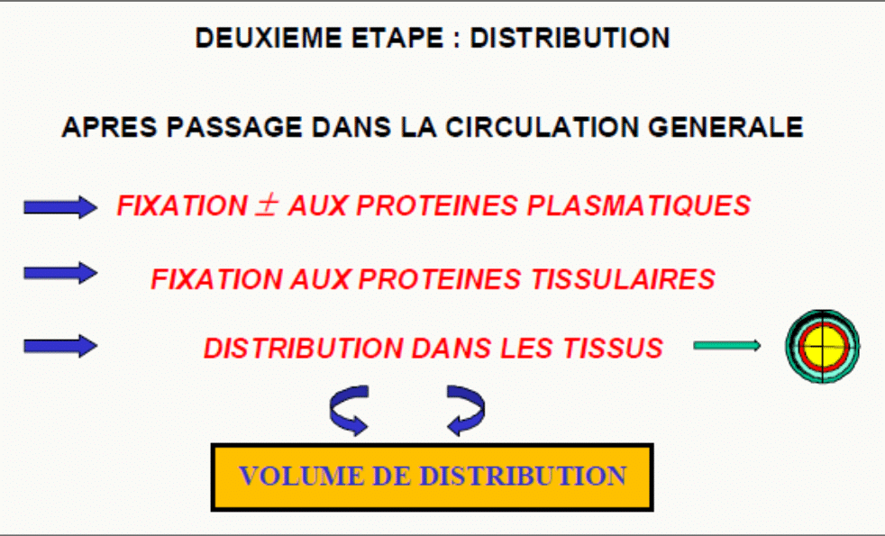 Distribution : fixation protéines, tissus, Vd
