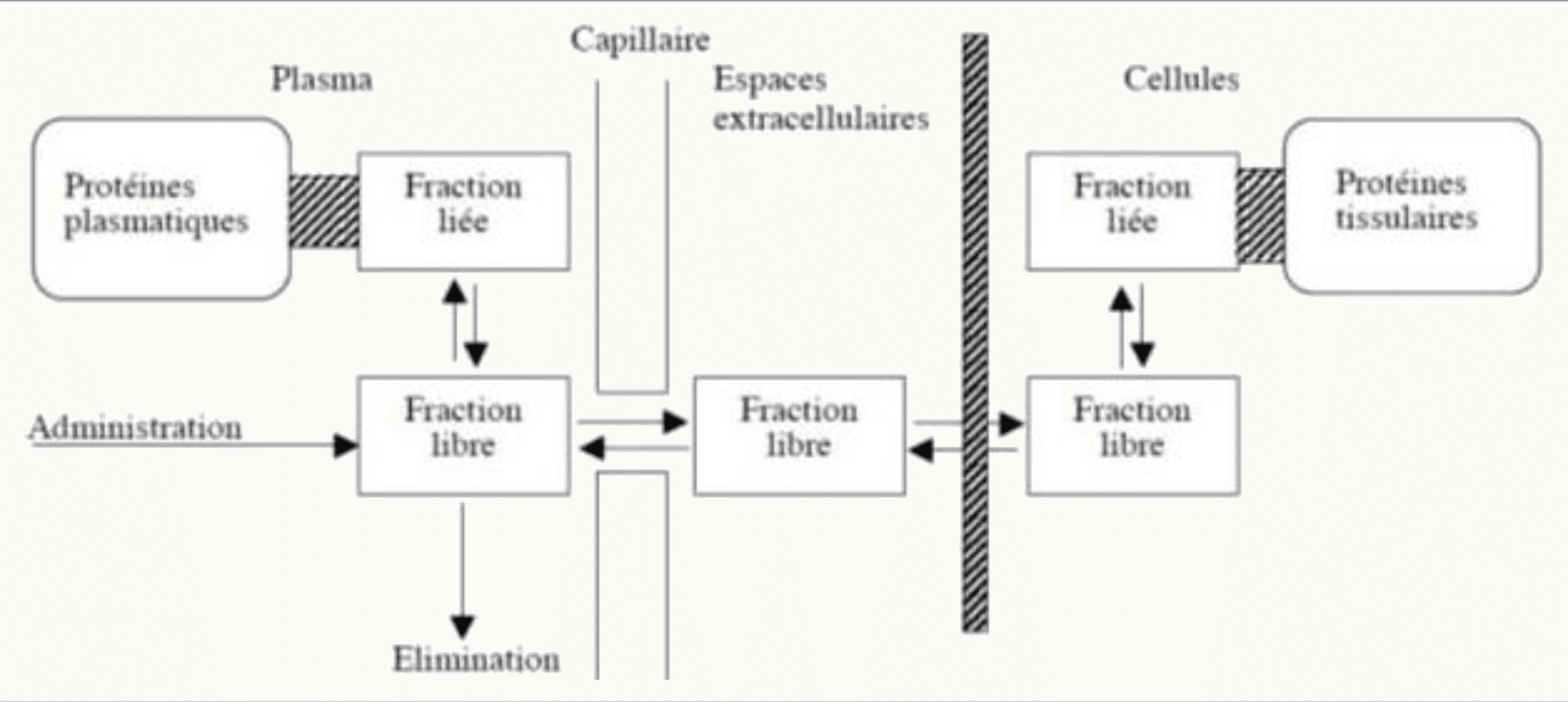 Plasma/capillaire/tissu, fractions libre et liée