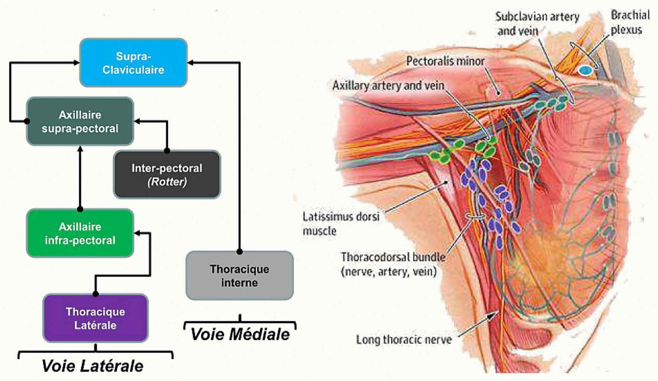 Drainage lymphatique du sein : voie latérale vers les nœuds axillaires et voie médiale vers les nœuds thoraciques internes
