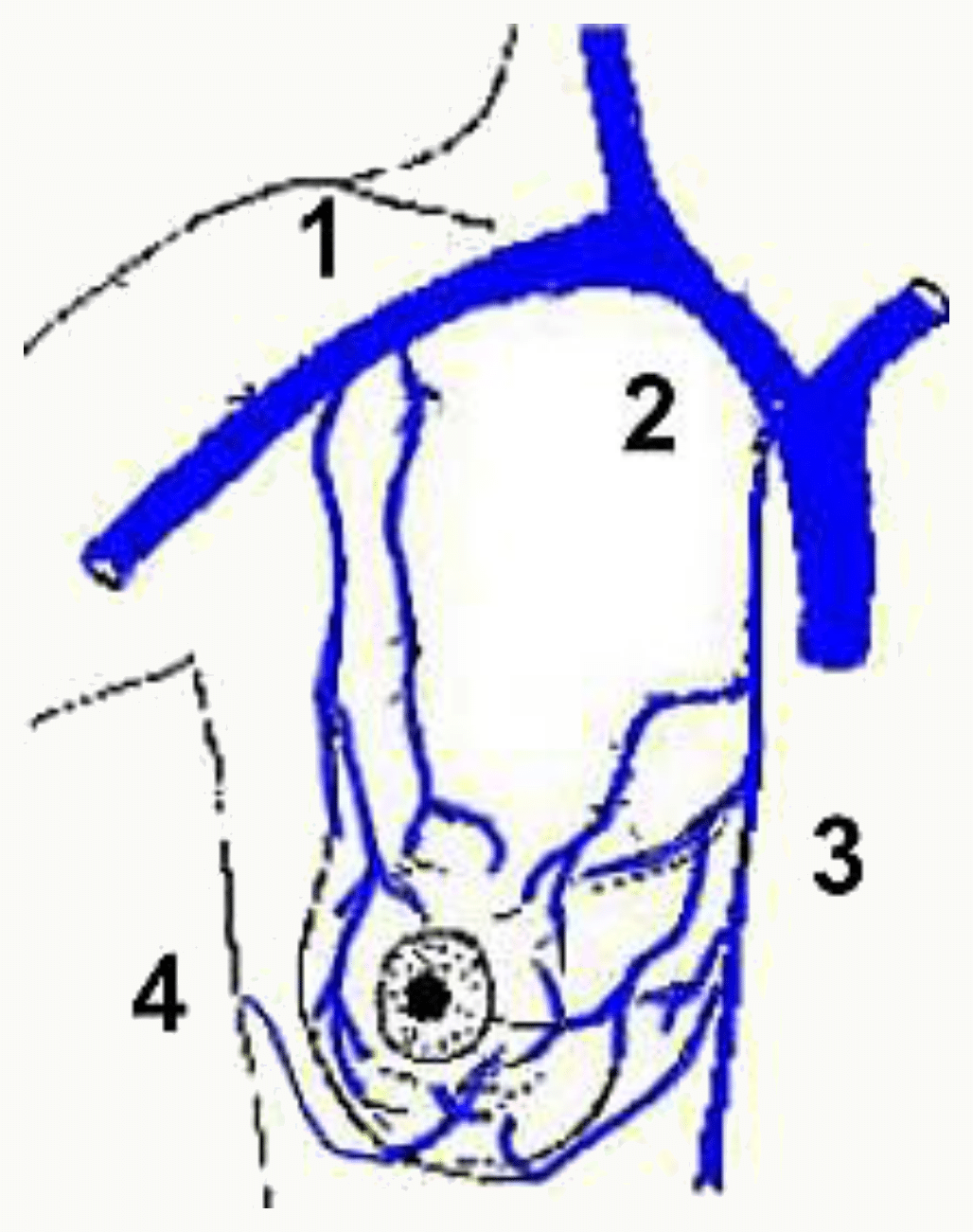 Drainage veineux du sein vers les veines thoracique interne, axillaire et intercostales