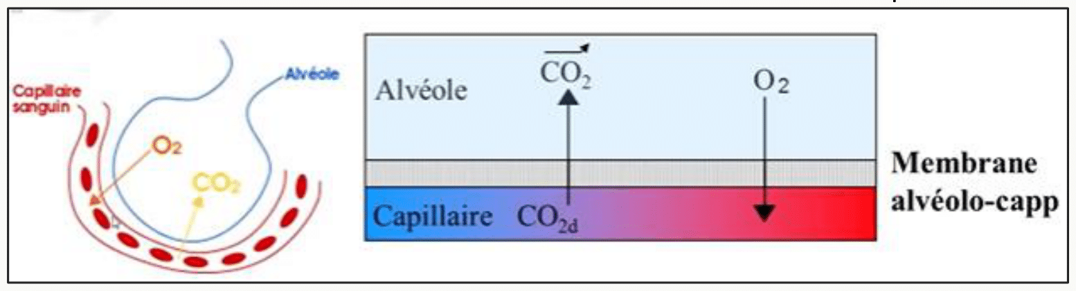 Détail de la membrane alvéolo-capillaire avec échanges de CO2, anhydrase carbonique, production de H+ et HCO3− dans le globule rouge