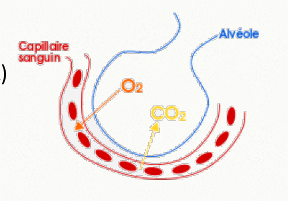 Capillaire sanguin et alvéole pulmonaire, échanges de CO2 et O2 à travers la membrane alvéolo-capillaire