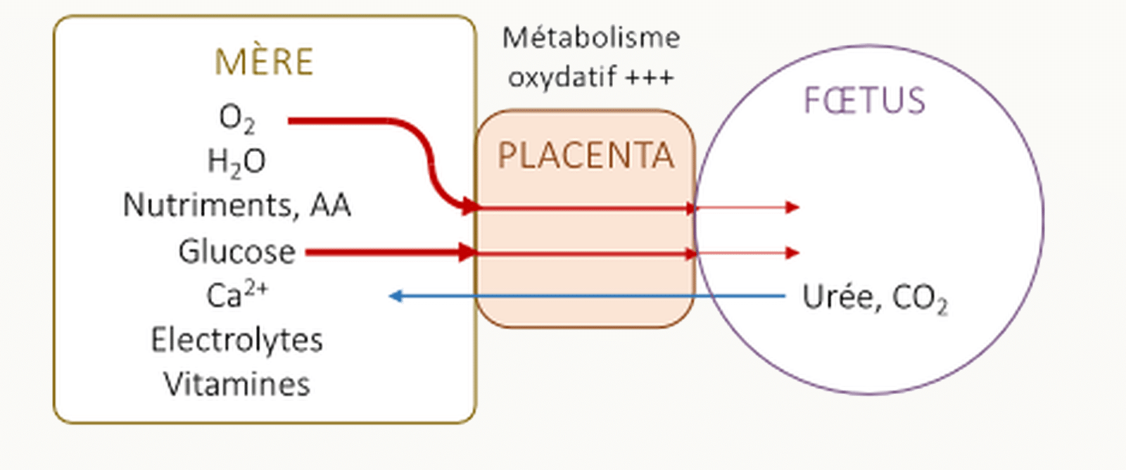 Schéma synthétique des flux entre mère, placenta et fœtus.