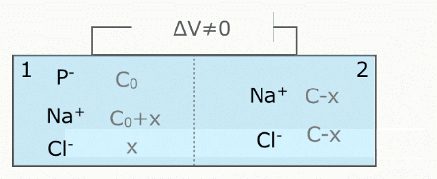 Effet Donnan : compartiment 1 avec protéine P^z⁻ et ions, compartiment 2 avec Na⁺ Cl⁻, séparés par une membrane, à l'équilibre.