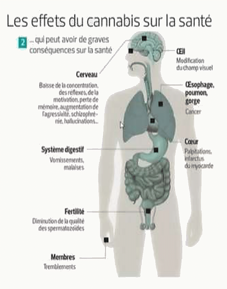 Schéma corps humain listant les effets du cannabis : cerveau (baisse concentration, mémoire, réflexes, schizophrénie, hallucinations), œil, œsophage-poumon-gorge (cancer), cœur (palpitations, infarctus du myocarde), système digestif, fertilité, membres