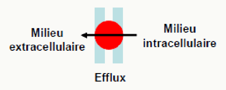 Transporteurs d'efflux et d'influx