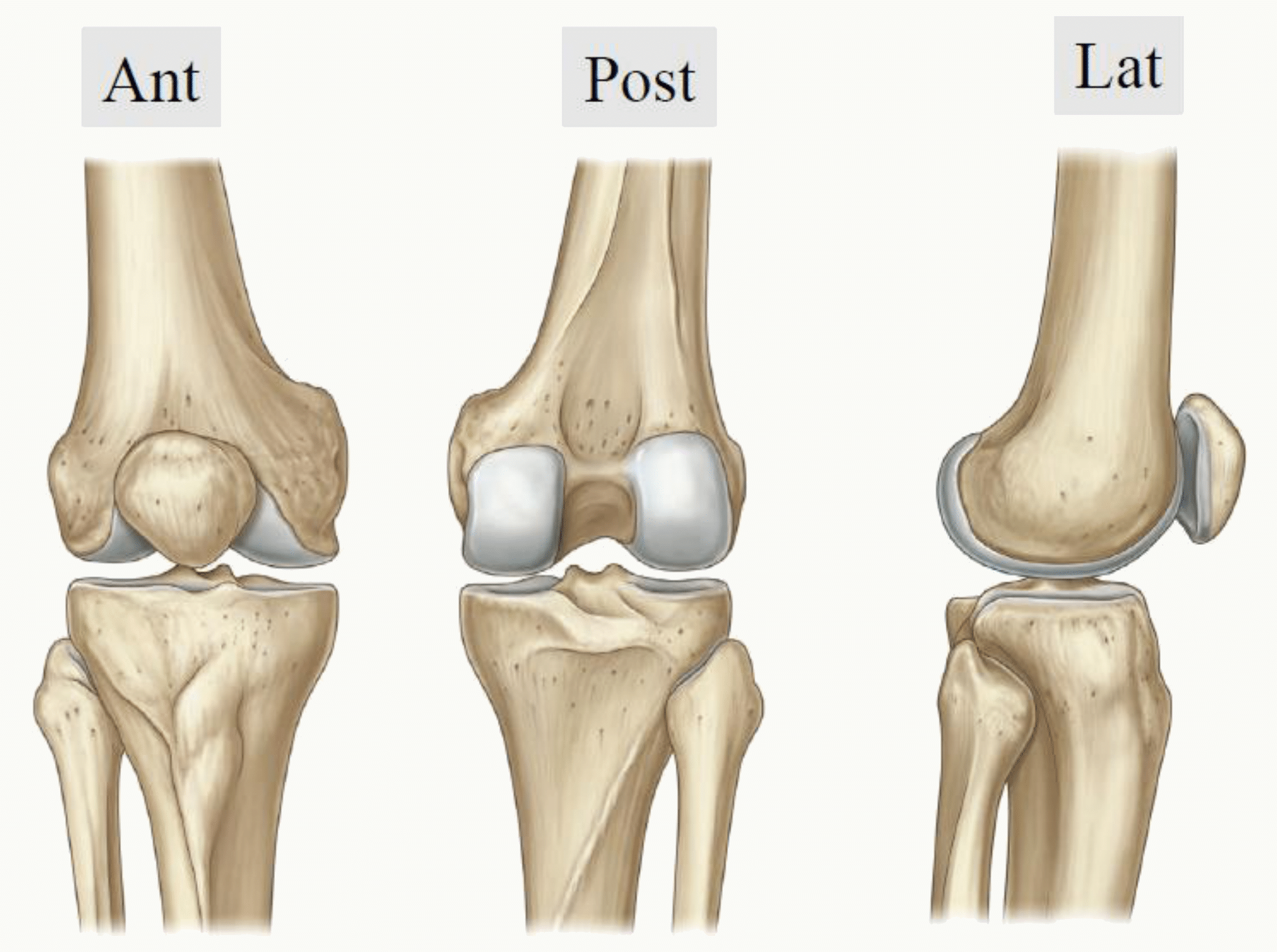 Vues antérieure, postérieure et latérale du genou osseux : fémur, patella, tibia et tête de la fibula