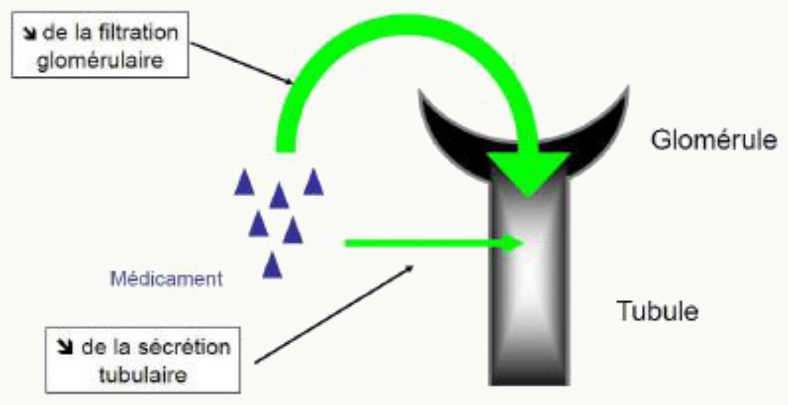 Élimination rénale filtration glomérulaire et sécrétion tubulaire