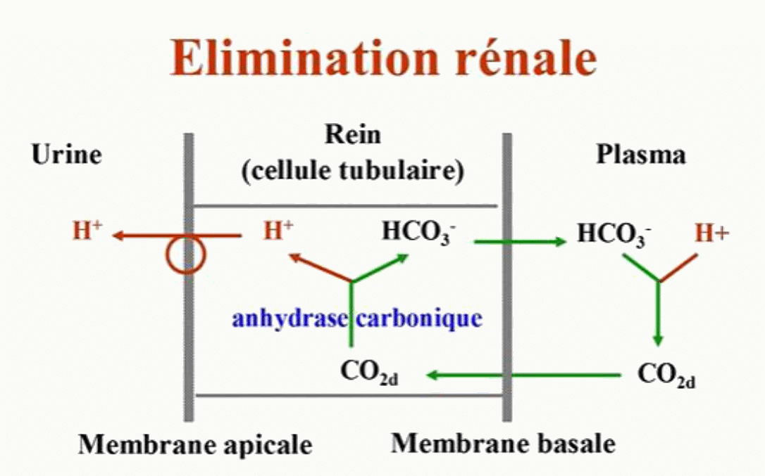 Élimination rénale des ions H⁺ et régénération de HCO₃⁻ dans la cellule tubulaire.