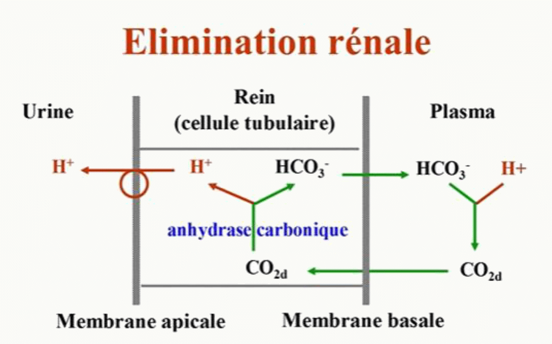 Schéma de l'élimination rénale des ions H+ : urine, rein avec cellule tubulaire, plasma, réabsorption de HCO3−, sécrétion de H+
