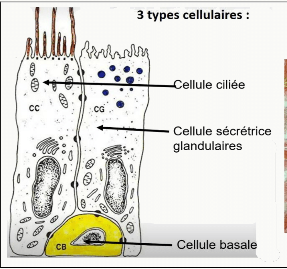 Épithélium épididymaire : cellules ciliées, sécrétrices et basales