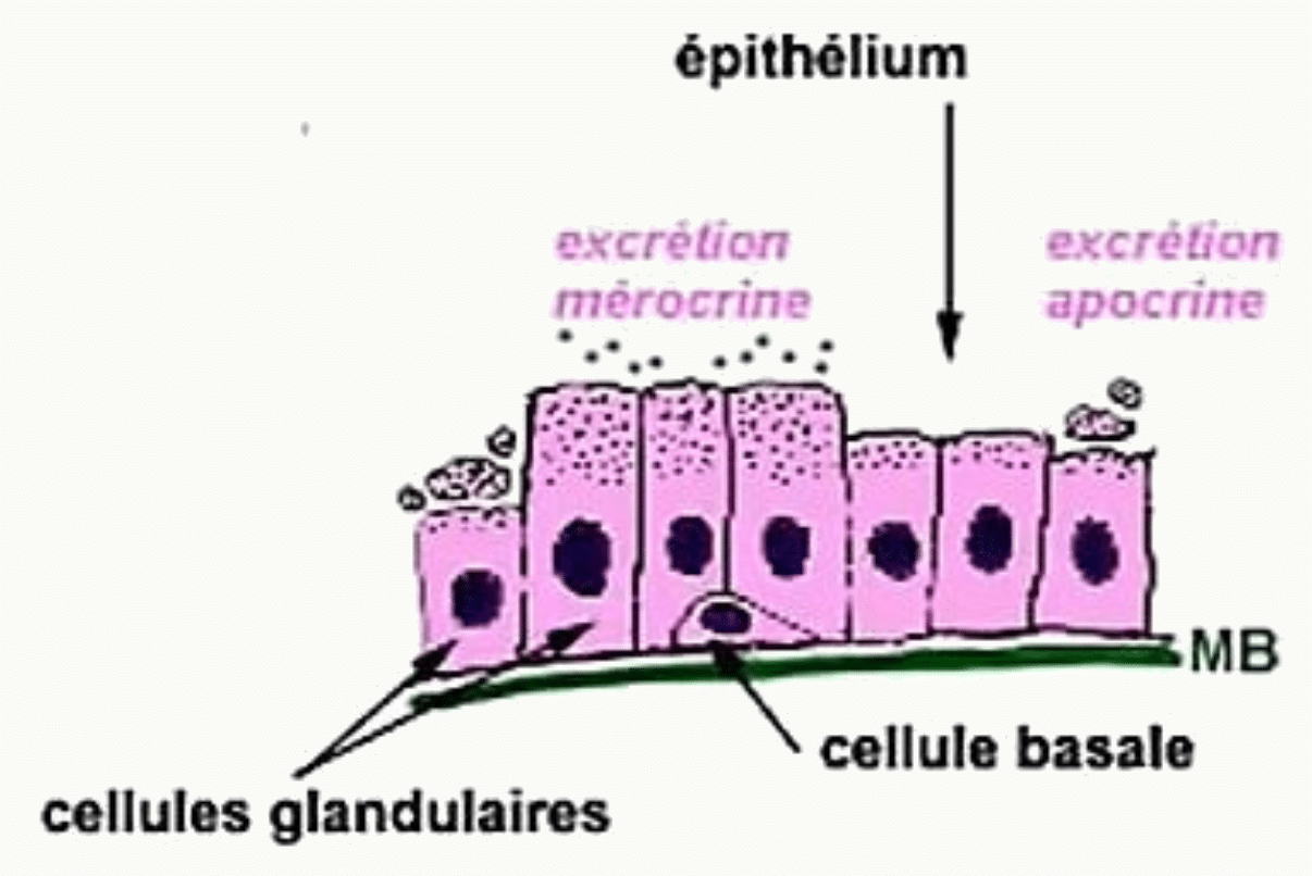 Épithélium prostatique et modes d'excrétion
