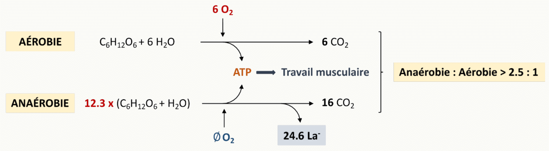 Équations bilan des voies aérobie et anaérobie : voie aérobie C₆H₁₂O₆ + 6 O₂ → 6 CO₂ + 6 H₂O (avec ATP → travail musculaire) ; voie anaérobie 12,3 × (C₆H₁₂O₆ + H₂O) → 16 CO₂ + lactate ; rapport anaérobie/aérobie > 2,5:1 en consommation de glucose pour produire la même quantité d&rsquo;ATP. » loading= »lazy »><figcaption><strong>Équations aérobie et anaérobie.</strong> Pour produire la même énergie, la voie anaérobie consomme plus de 12 fois plus de glucose que la voie aérobie ; c&rsquo;est la raison biochimique pour laquelle l&rsquo;anaérobie ne peut pas soutenir un effort prolongé.</figcaption></figure>
<figure class=