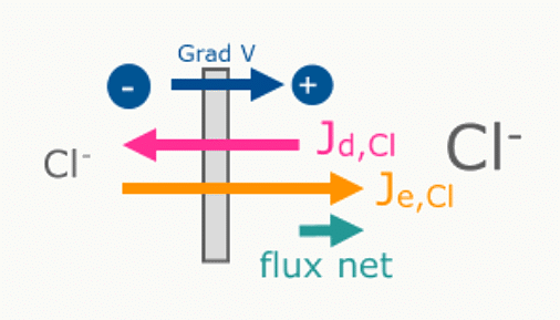 Équilibre entre flux diffusif et flux électrique pour Cl⁻ : le flux net est nul.