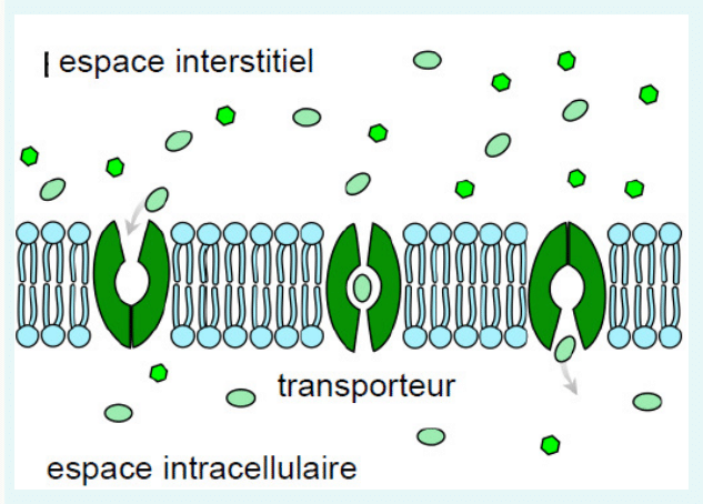 Espace interstitiel et espace intracellulaire séparés par la membrane, transporteur actif et canal ionique représentés