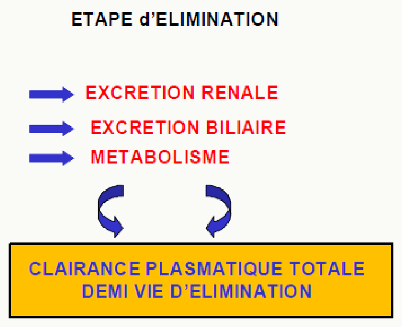 Étape élimination rénale, biliaire, métabolisme, clairance totale