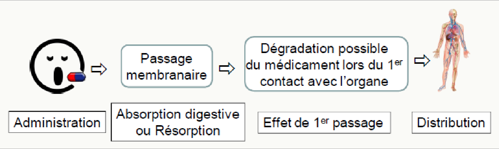 Étapes : administration → absorption → 1er passage → distribution
