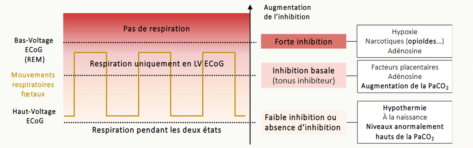 Tableau comparatif des états de conscience (bas voltage ECoG, haut voltage ECoG) et leur relation avec les patterns respiratoires chez le fœtus : pas de respiration, respiration uniquement en LV-ECoG, inhibition basale, haute inhibition ou absence d'inhibition, et respiration pendant les deux états.