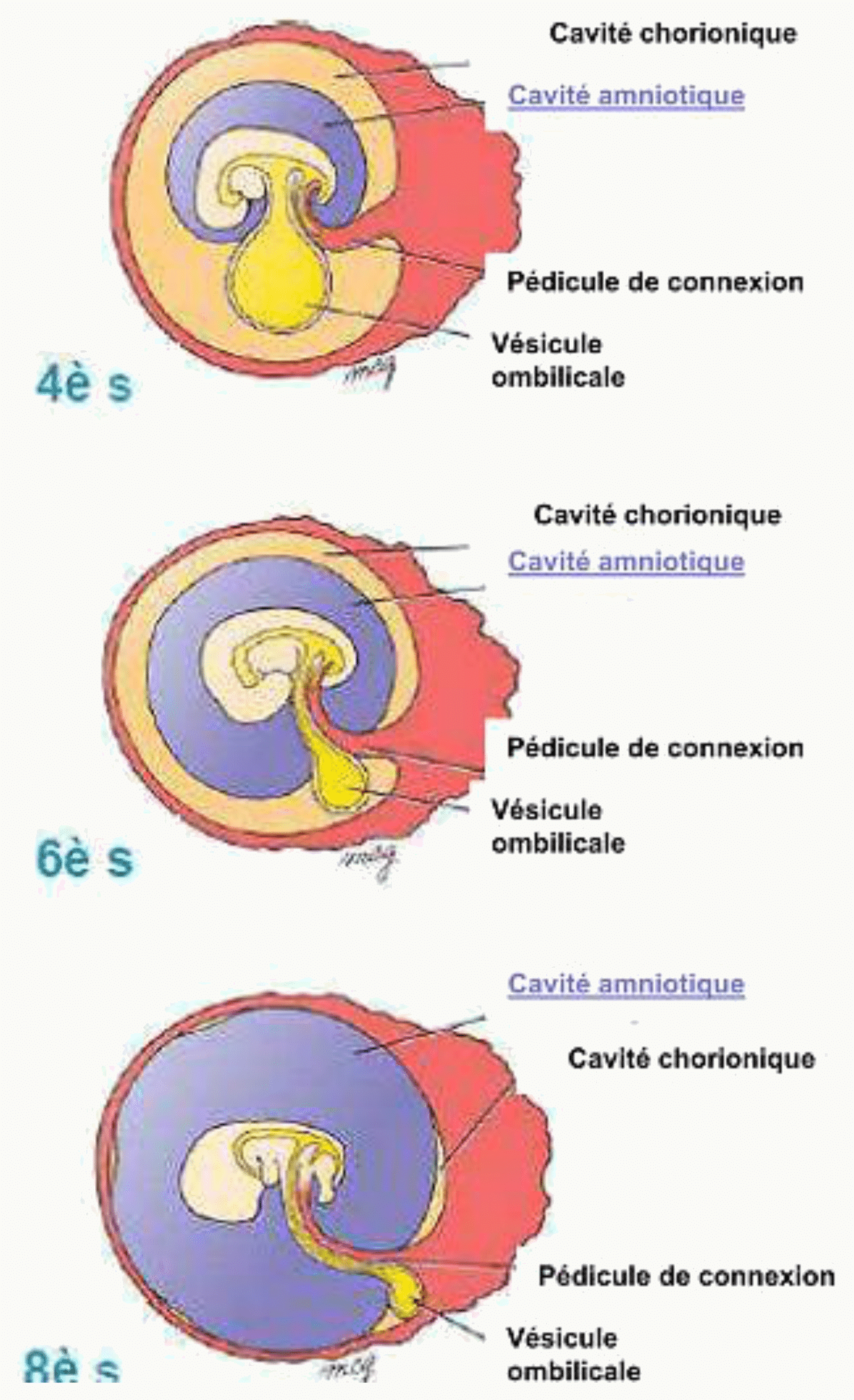 Évolution des annexes embryonnaires de la quatrième à la sixième semaine