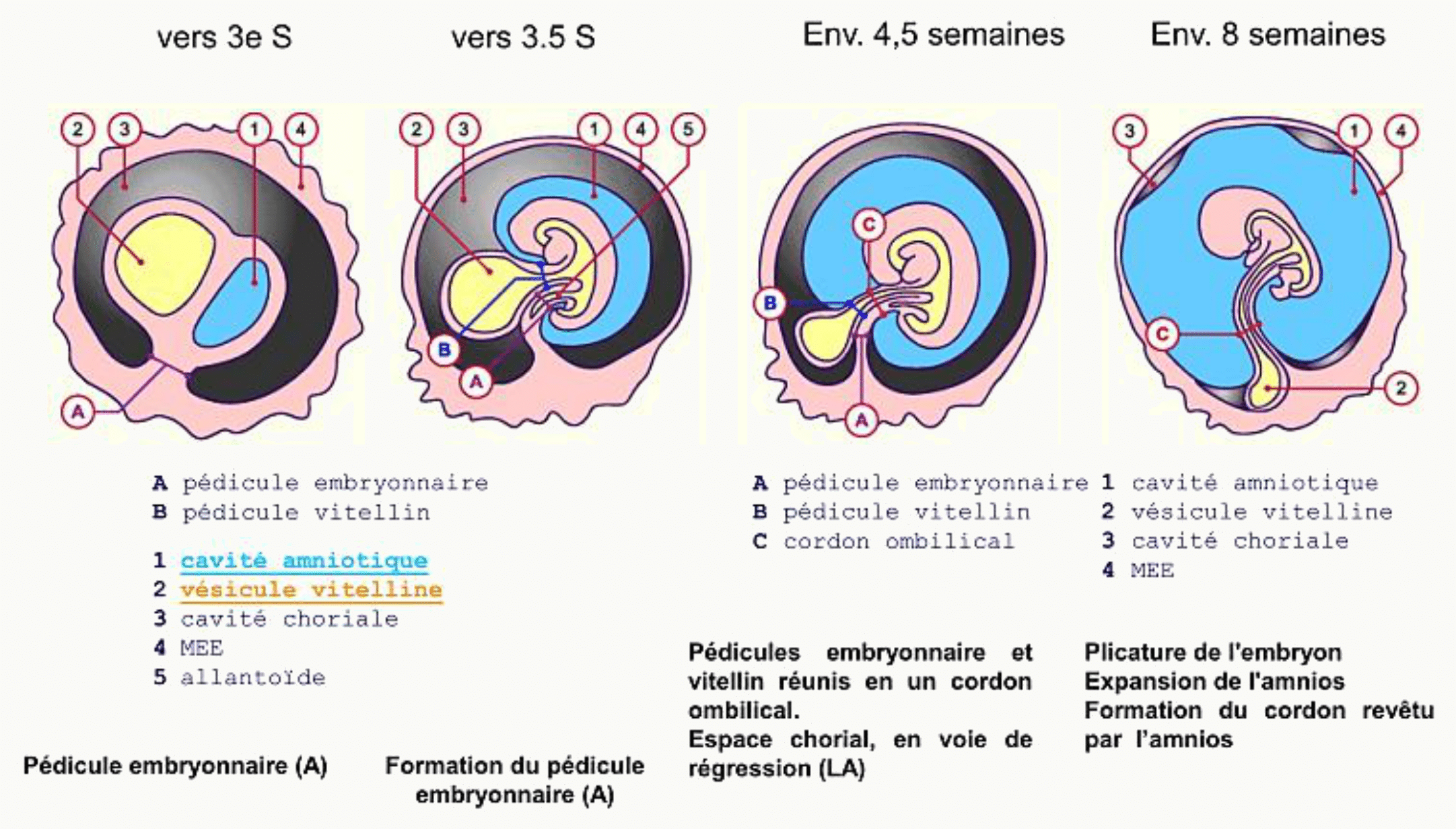 Évolution des annexes embryonnaires de la troisième à la huitième semaine