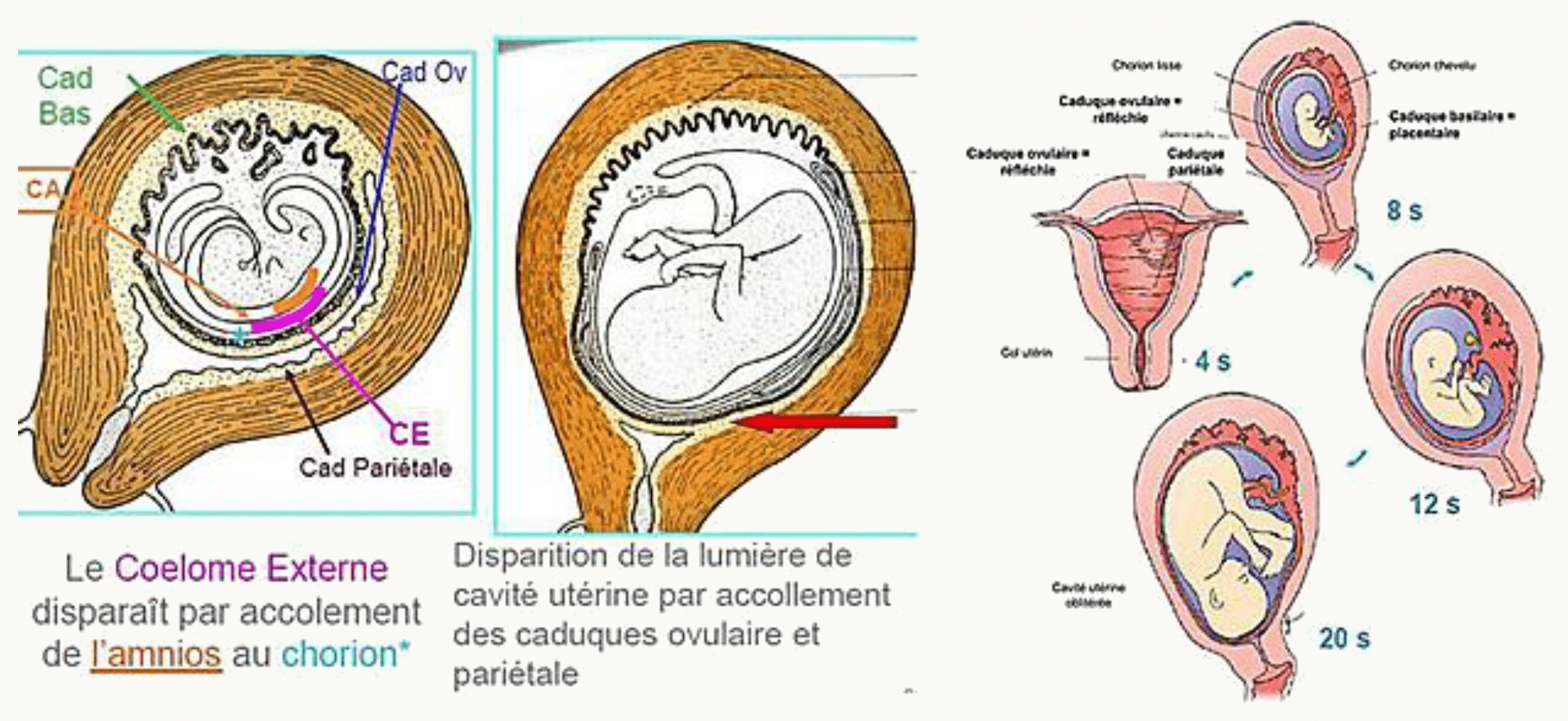 Évolution du cœlome externe et de la cavité amniotique au cours du développement