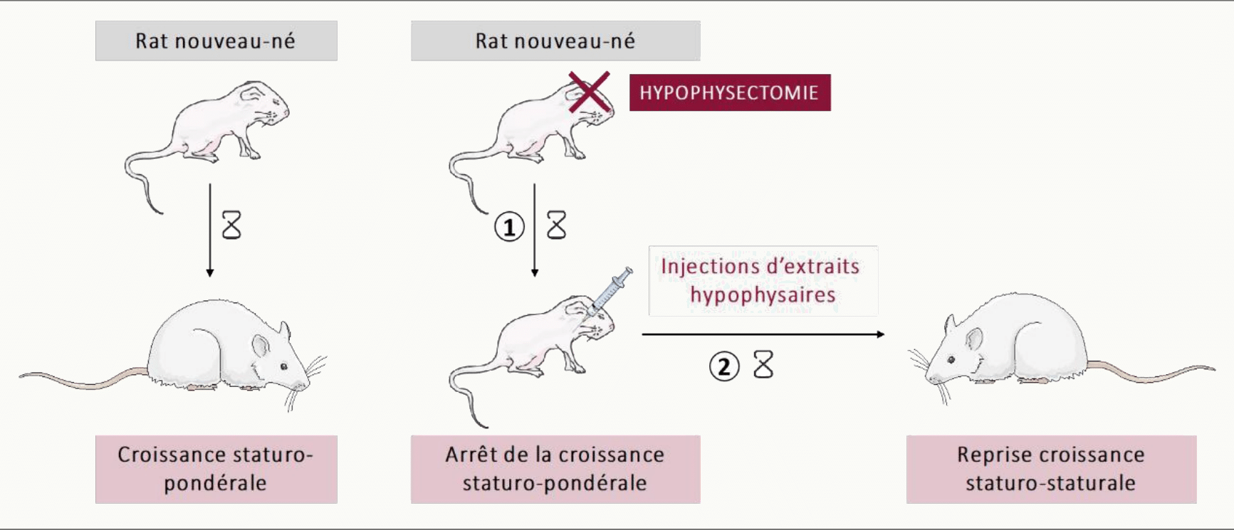 Schéma expérimental hypophysectomie chez le rat nouveau-né.