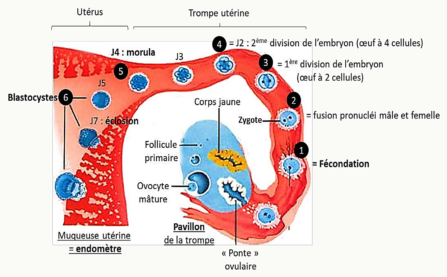 Schéma des étapes de la fécondation naturelle dans la trompe utérine : ovulation, fécondation, fusion des pronucléi mâle et femelle, première division, deuxième division, morula et implantation du blastocyste.