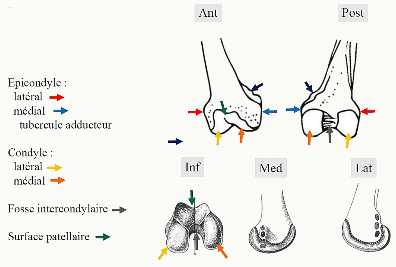 Épiphyse distale du fémur : épicondyles, condyles, tubercule de l'adducteur, fosse intercondylaire et surface patellaire