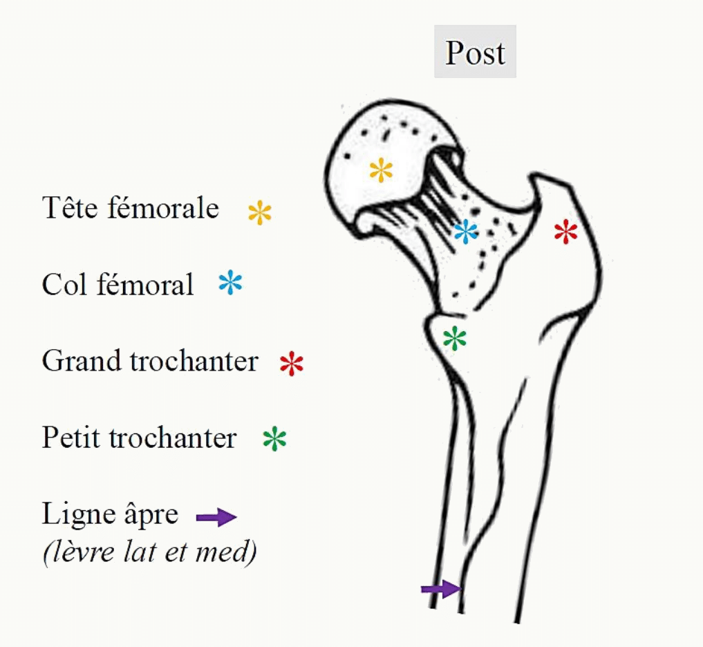 Épiphyse proximale du fémur en vue postérieure : tête, col, grand trochanter, petit trochanter et ligne âpre