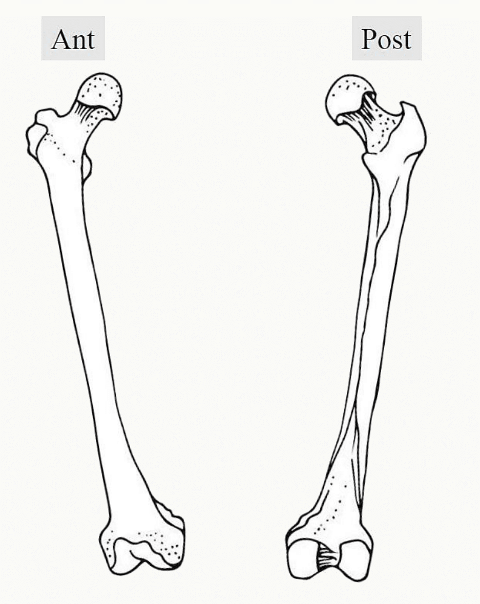 Fémur droit en vues antérieure et postérieure : tête, col, grand trochanter, diaphyse, ligne âpre et condyles