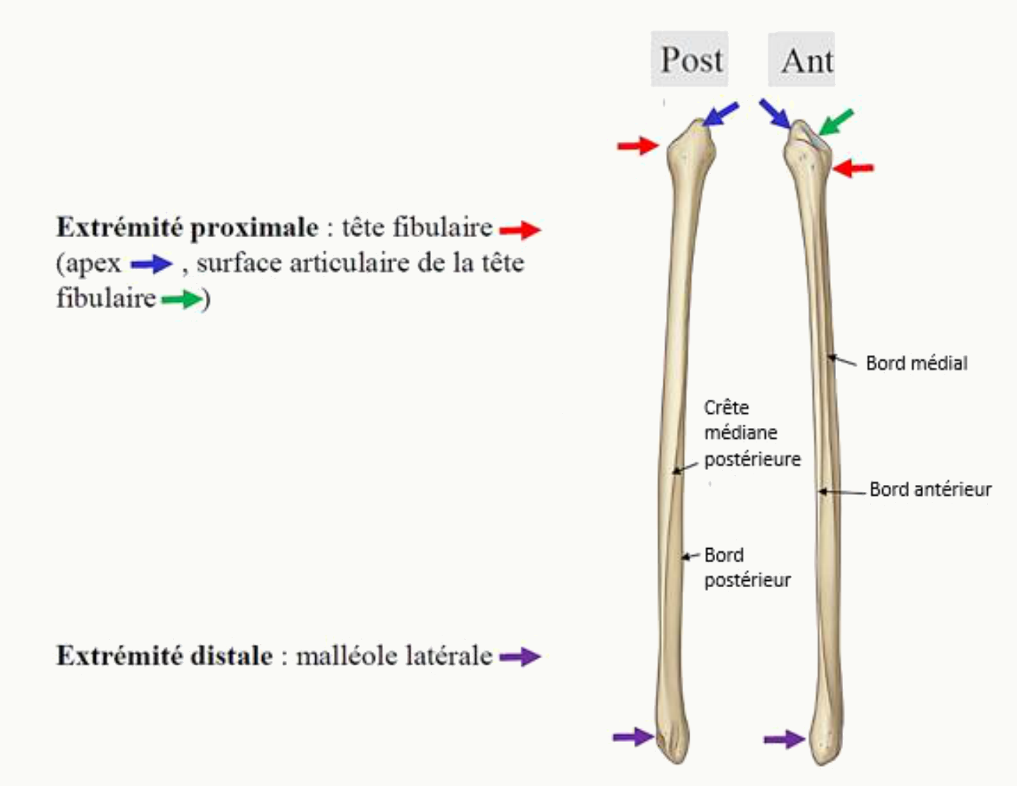 Fibula en vues postérieure et antérieure : tête fibulaire, apex, bords de la diaphyse et malléole latérale