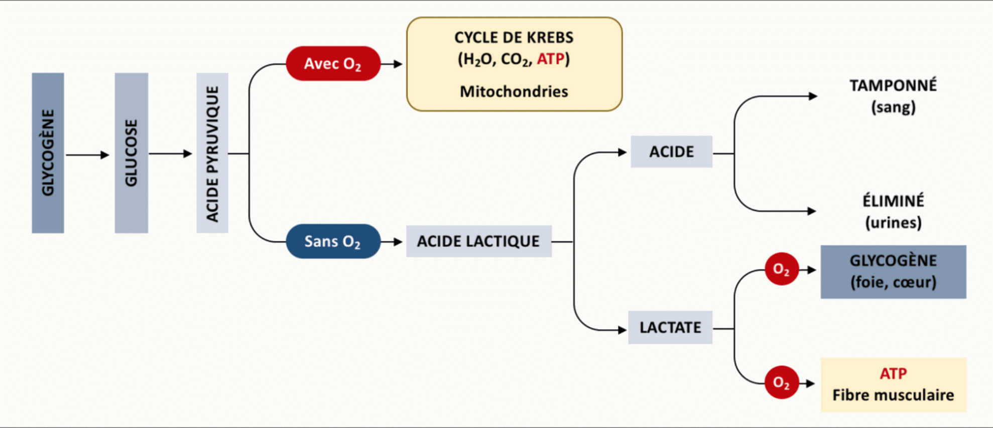 Schéma métabolique des 3 filières énergétiques musculaires : à partir du glycogène → glucose → acide pyruvique, voie aérobie (avec O₂) vers le cycle de Krebs dans les mitochondries (produit H₂O, CO₂, ATP), voie anaérobie (sans O₂) produisant de l'acide lactique tamponné dans le sang, éliminé dans les urines, ou reconverti en glycogène (foie, cœur) et en ATP musculaire.