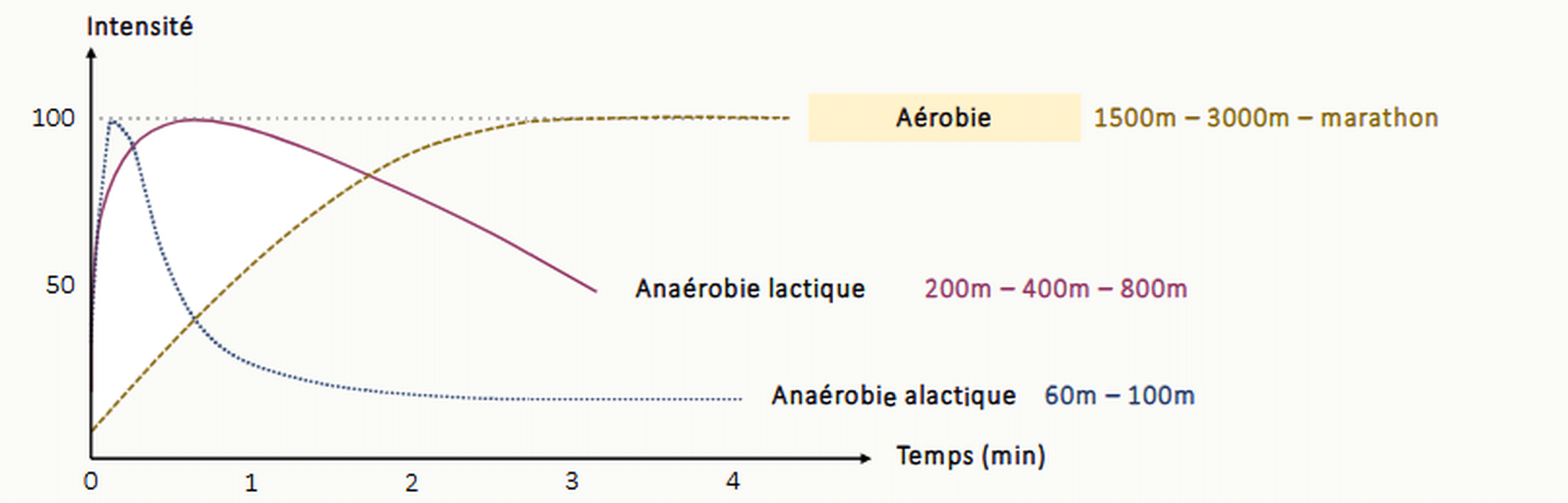 Graphique de l'intensité (en % du maximum) en fonction du temps (min), superposant les trois filières énergétiques : anaérobie alactique (montée abrupte puis chute rapide, dominante pour 60 m et 100 m), anaérobie lactique (pic à 30-60 s puis décroissance, dominante 200-400-800 m) et aérobie (mise en jeu progressive puis dominante durable, 1500 m, 3000 m, marathon).